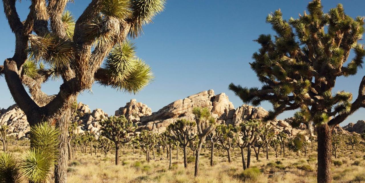 Center Street Villas Joshua Tree Exterior foto